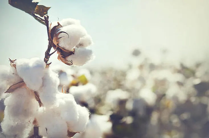 Ever wondering why our tees are so soft?